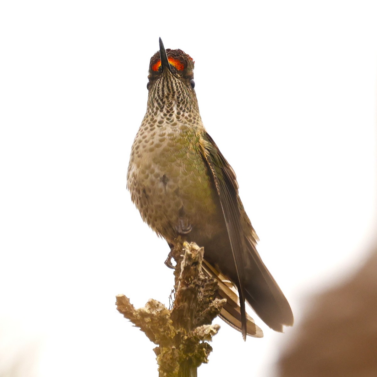 Green-backed Firecrown - ML619990767