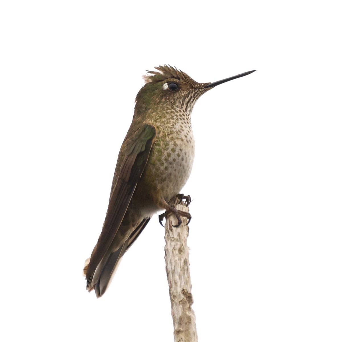 Green-backed Firecrown - ML619990768