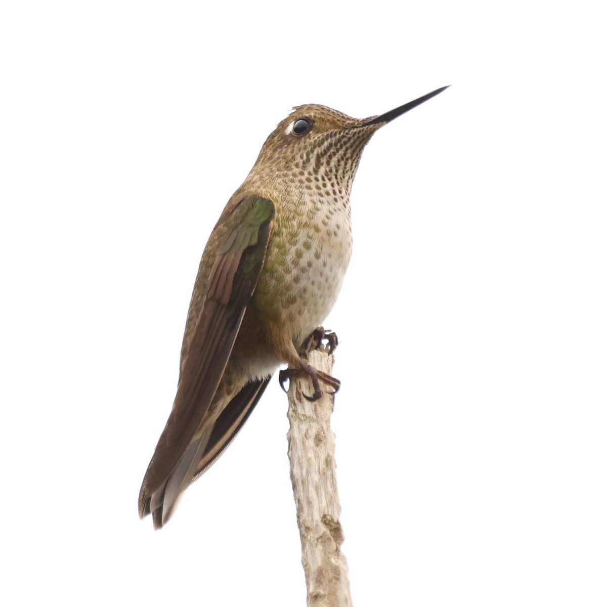 Green-backed Firecrown - ML619990769