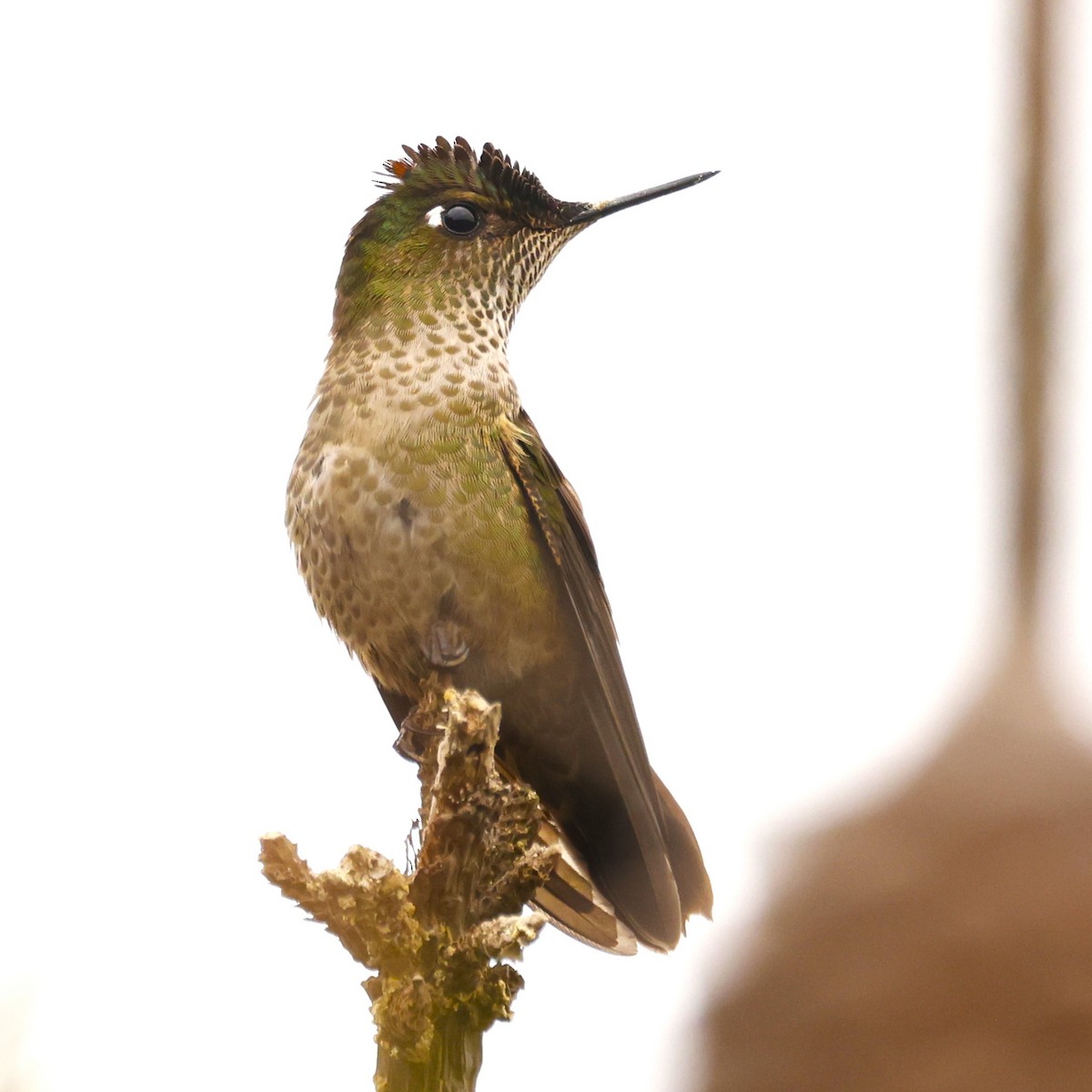 Green-backed Firecrown - ML619990770