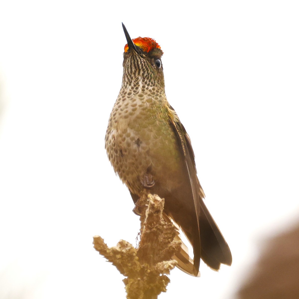 Green-backed Firecrown - ML619990771