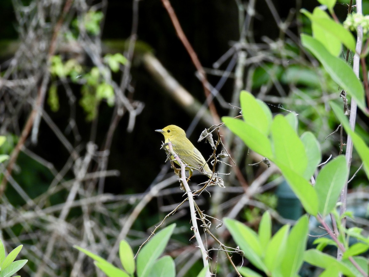 Yellow Warbler - ML619990777