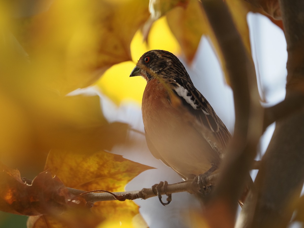 Rufous-tailed Plantcutter - ML619990780