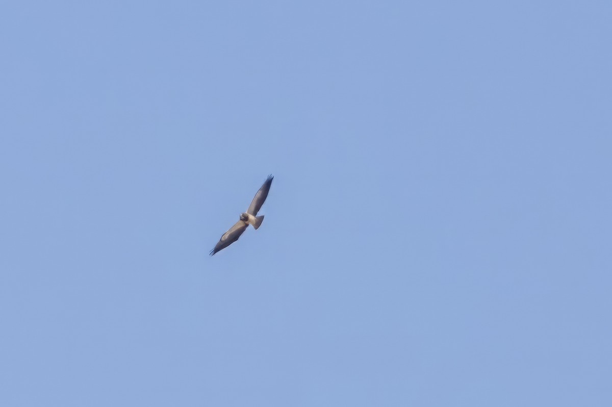 Swainson's Hawk - ML619990782