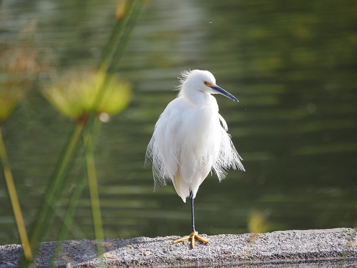 Snowy Egret - ML619990790