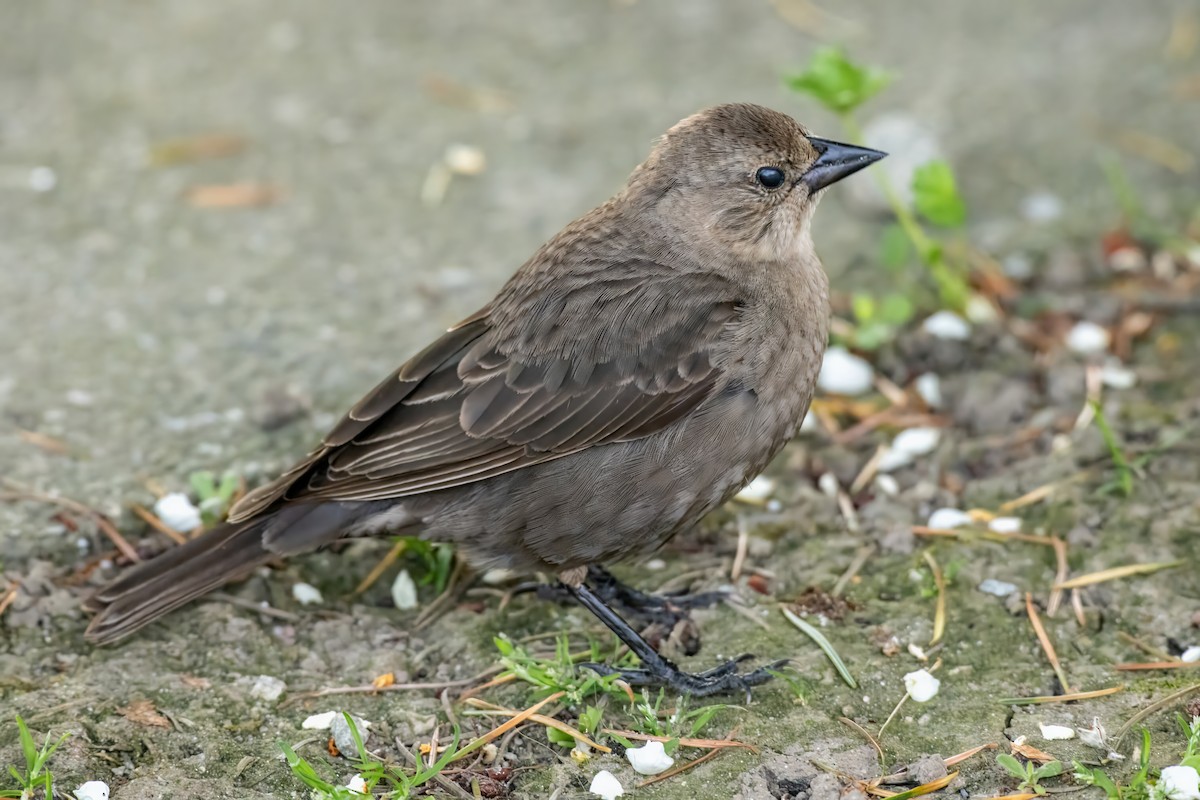 Brown-headed Cowbird - ML619990791