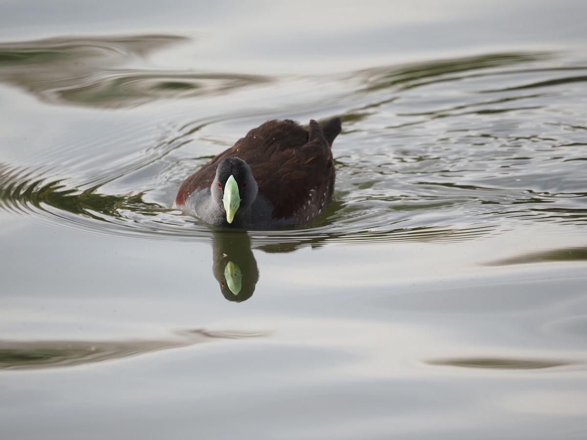 Spot-flanked Gallinule - ML619990793