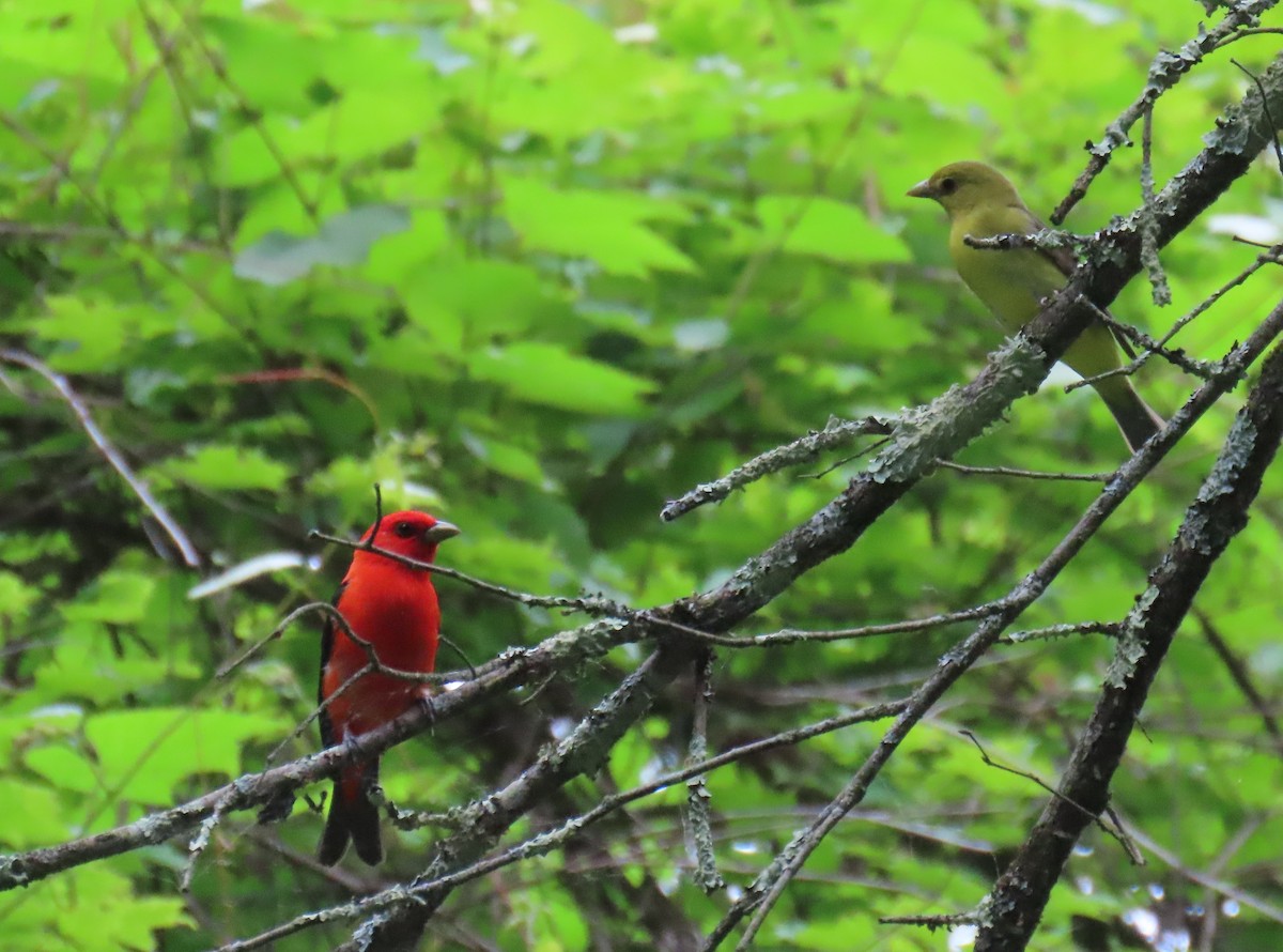 Scarlet Tanager - ML619990797