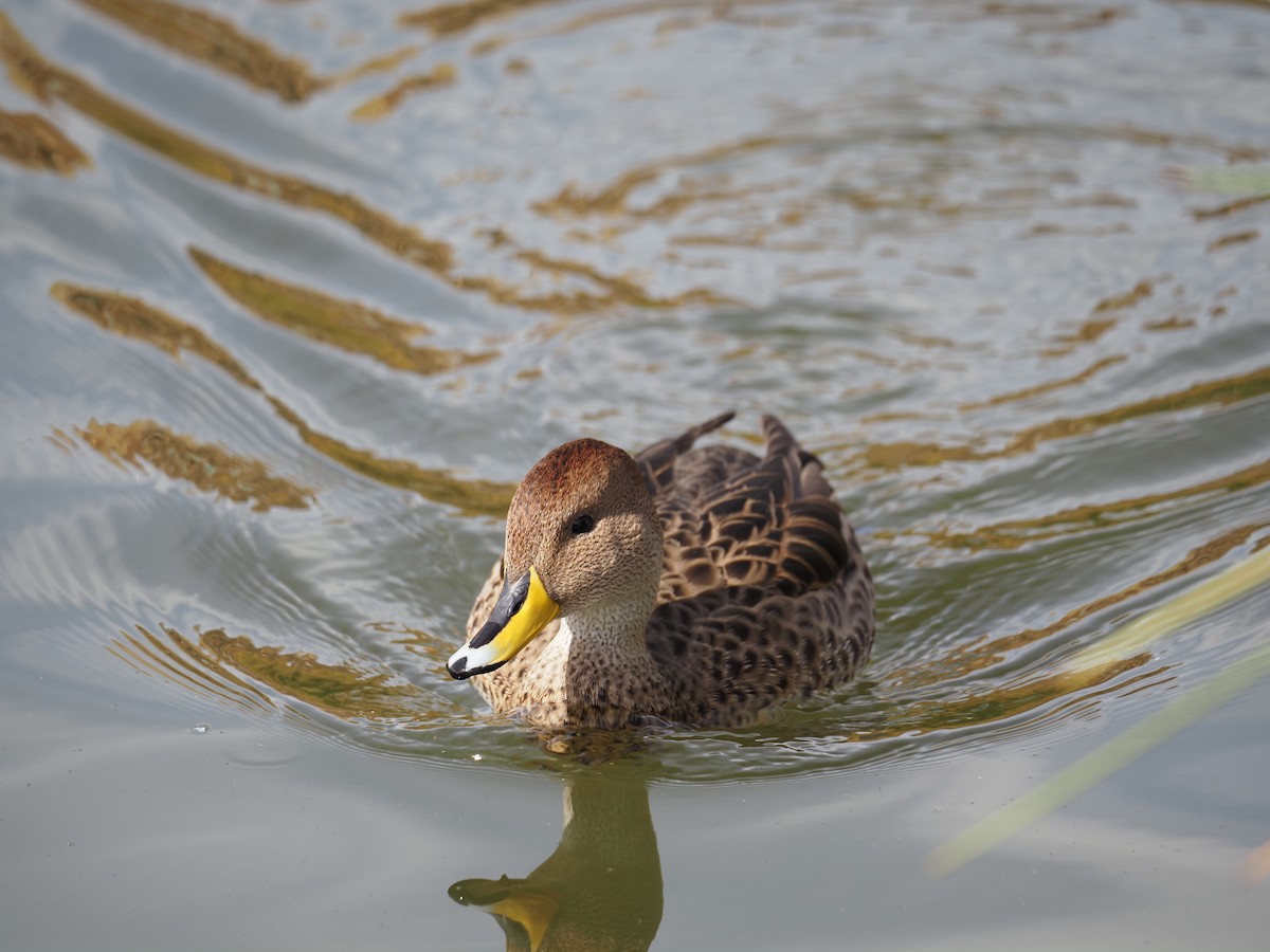 Yellow-billed Pintail - ML619990801