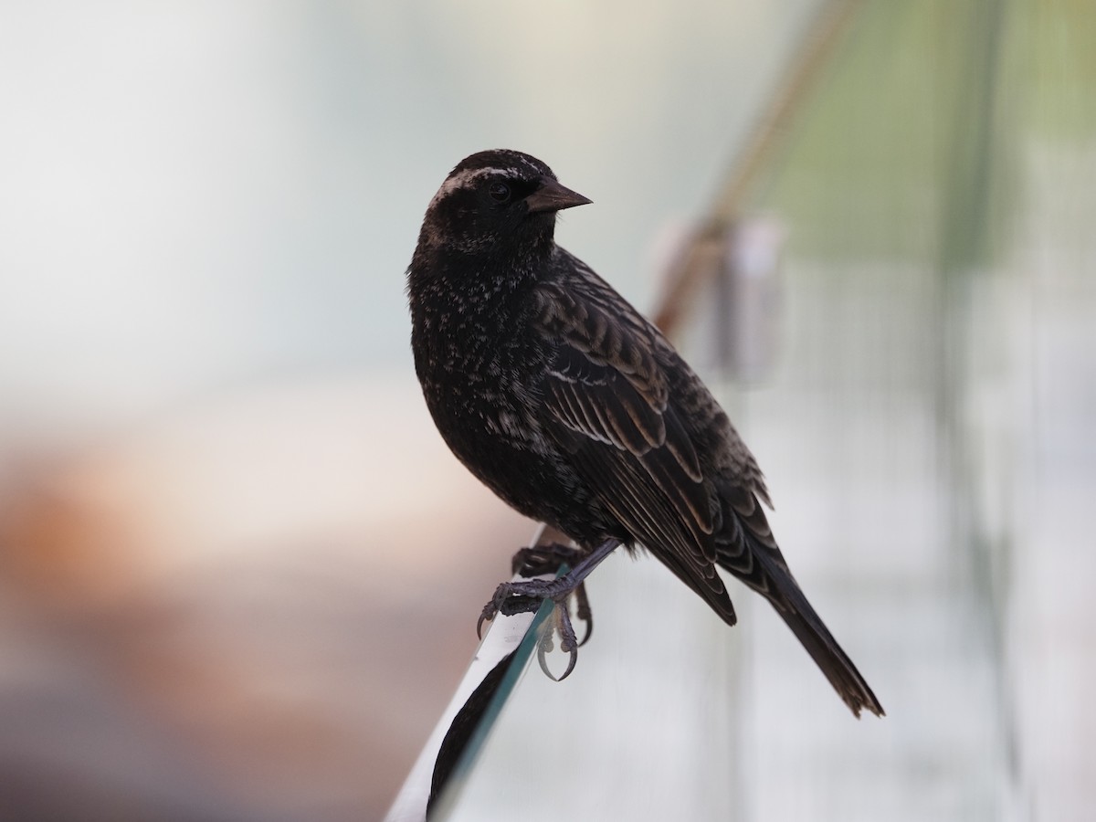 Yellow-winged Blackbird - ML619990806