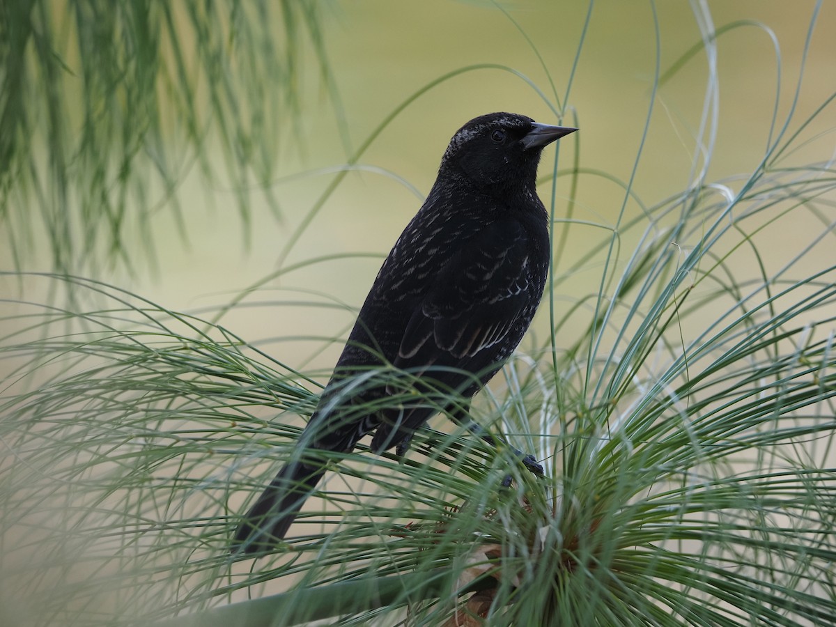 Yellow-winged Blackbird - ML619990809