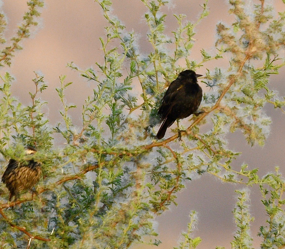 Yellow-winged Blackbird - ML619990812