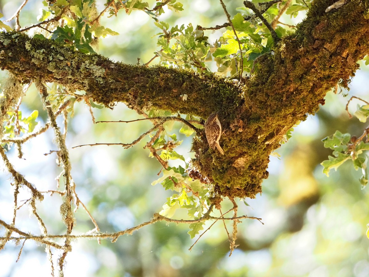 Brown Creeper - ML619990813