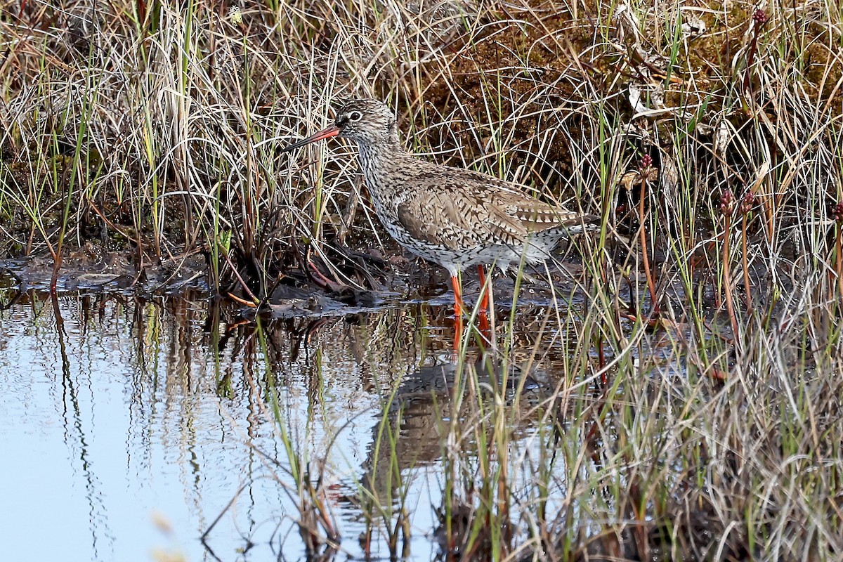 Common Redshank - ML619990822