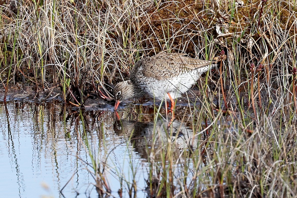 Common Redshank - ML619990826