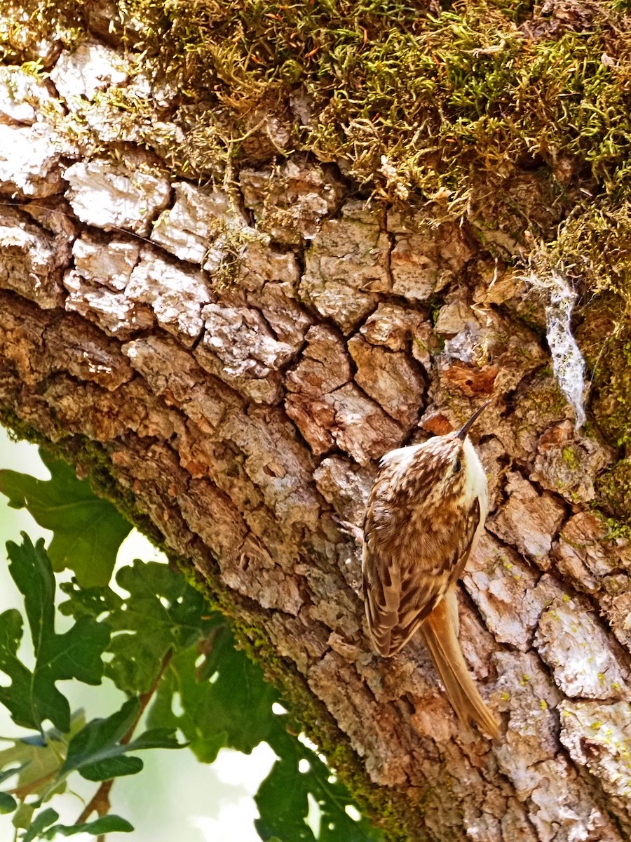 Brown Creeper - ML619990828