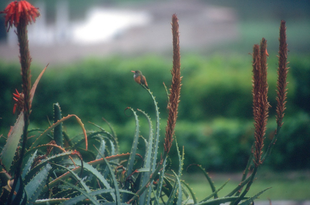 Amazilia Hummingbird - ML619990829