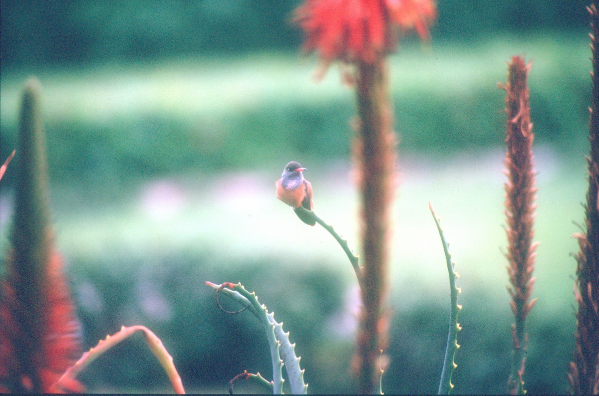 kolibřík Amazilin - ML619990830