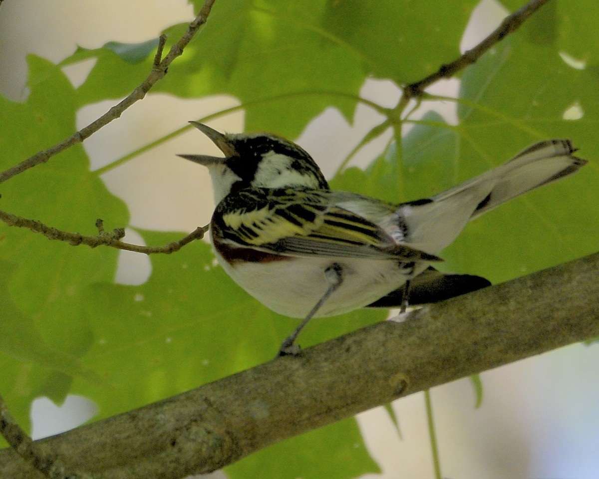 Chestnut-sided Warbler - ML619990831