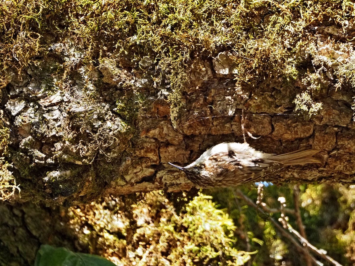 Brown Creeper - ML619990832