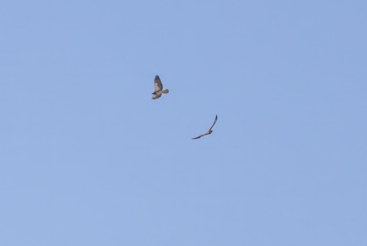 Swainson's Hawk - ML619990837