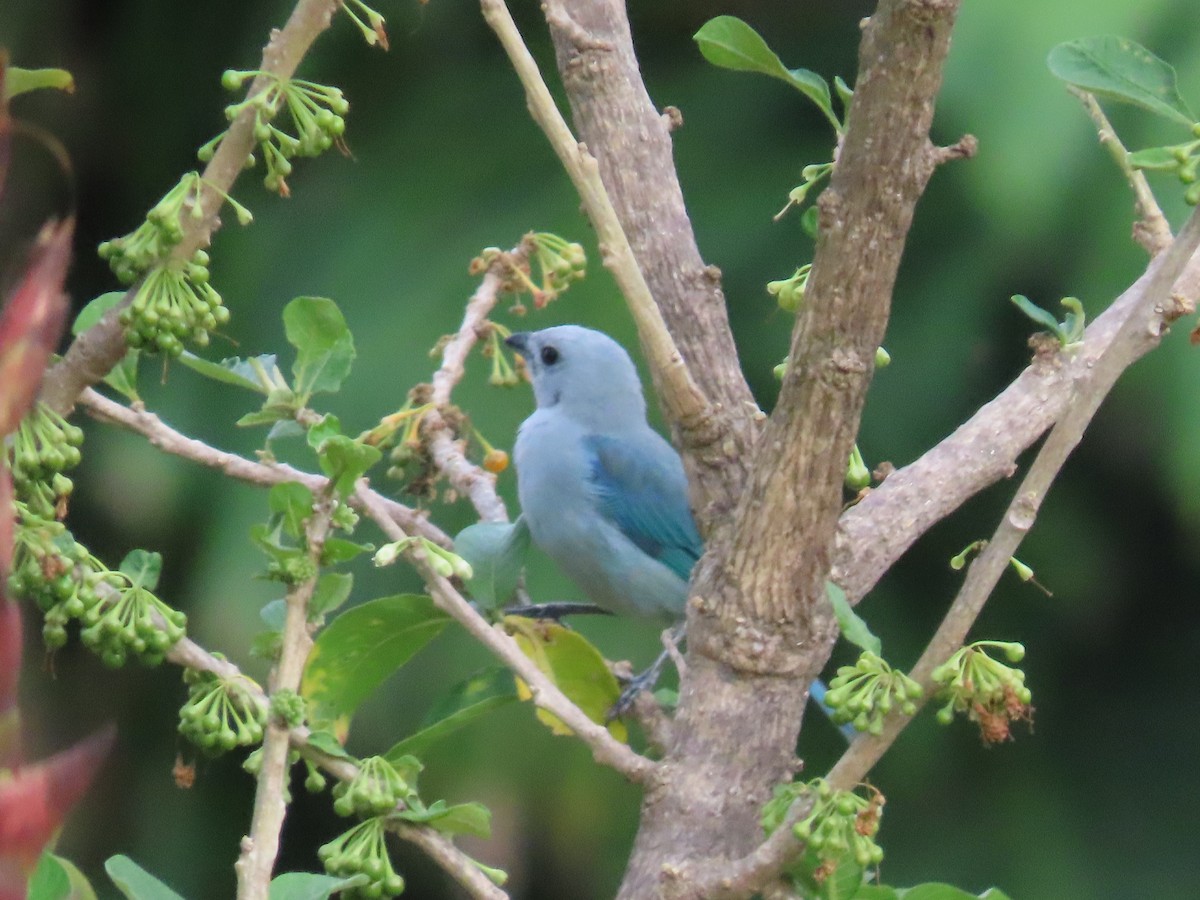 Blue-gray Tanager - ML619990846