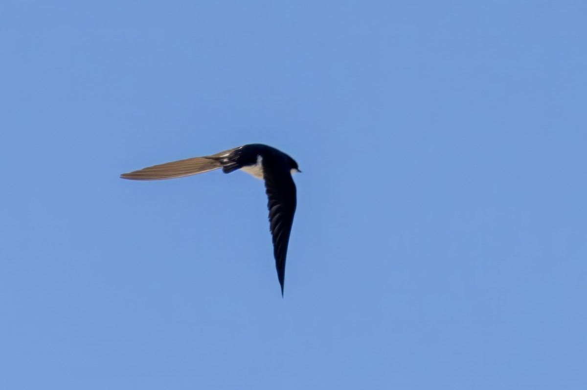 Tree Swallow - ML619990847