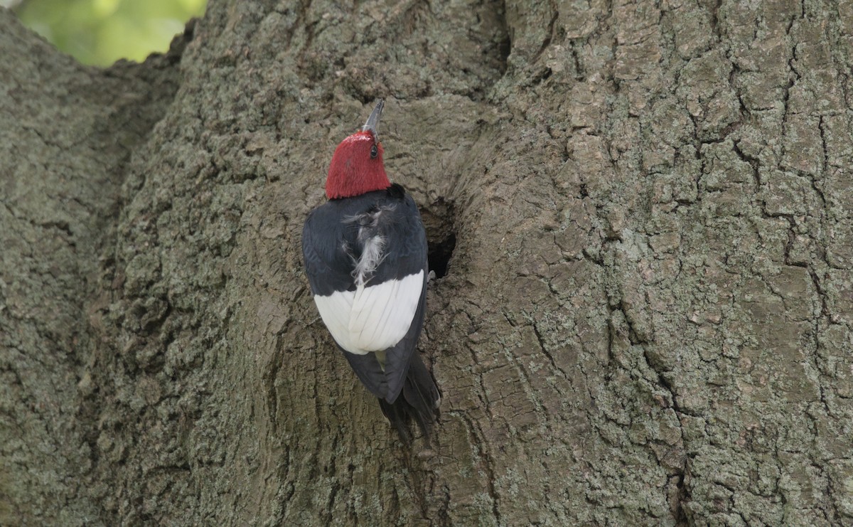 Red-headed Woodpecker - ML619990851