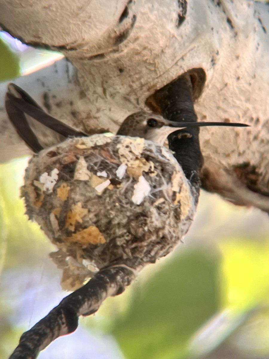 Black-chinned Hummingbird - ML619990852