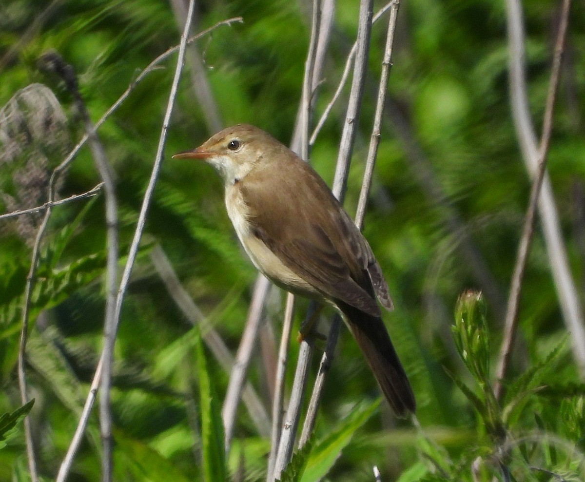 Marsh Warbler - ML619990855