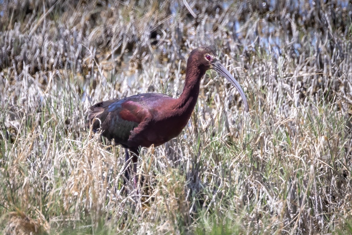 ibis americký - ML619990857