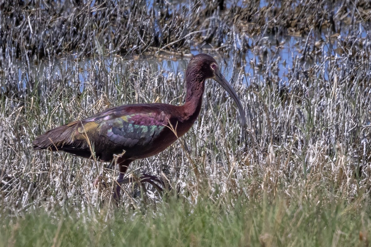 ibis americký - ML619990861