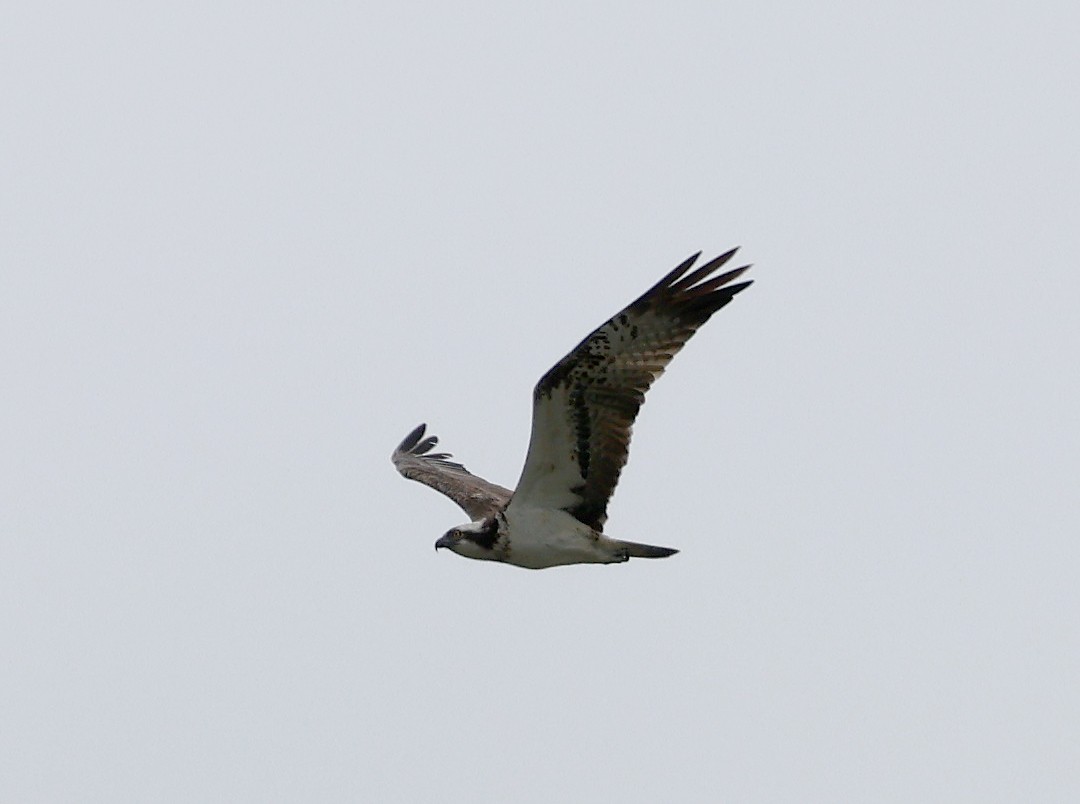 Águila Pescadora - ML619990867