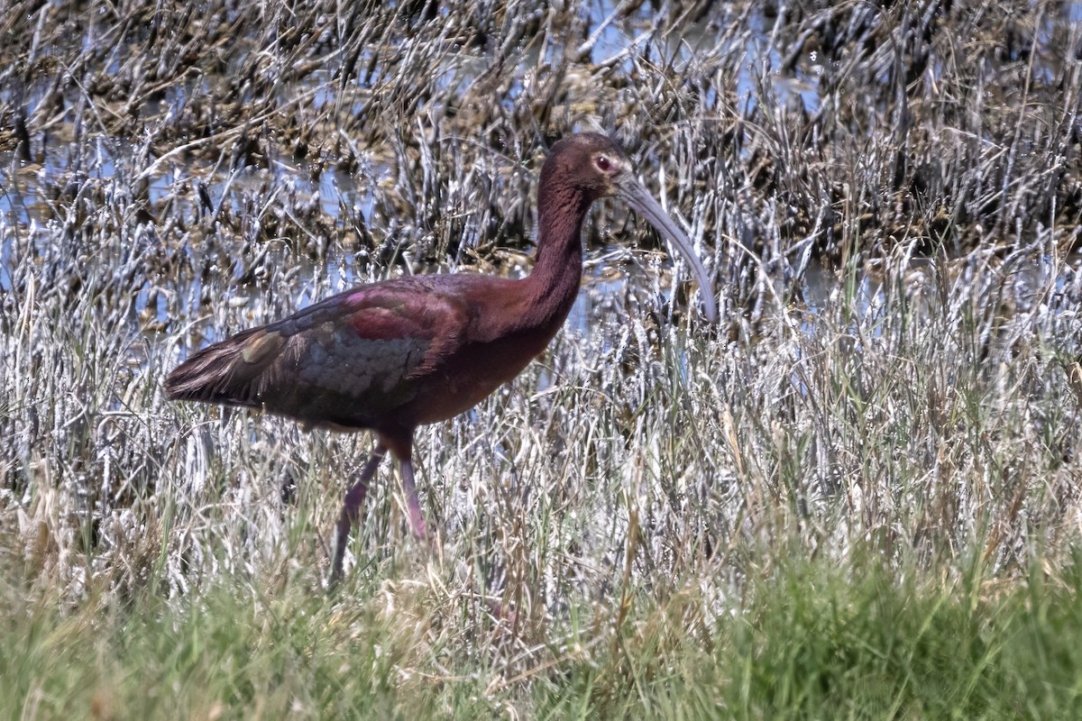 ibis americký - ML619990869