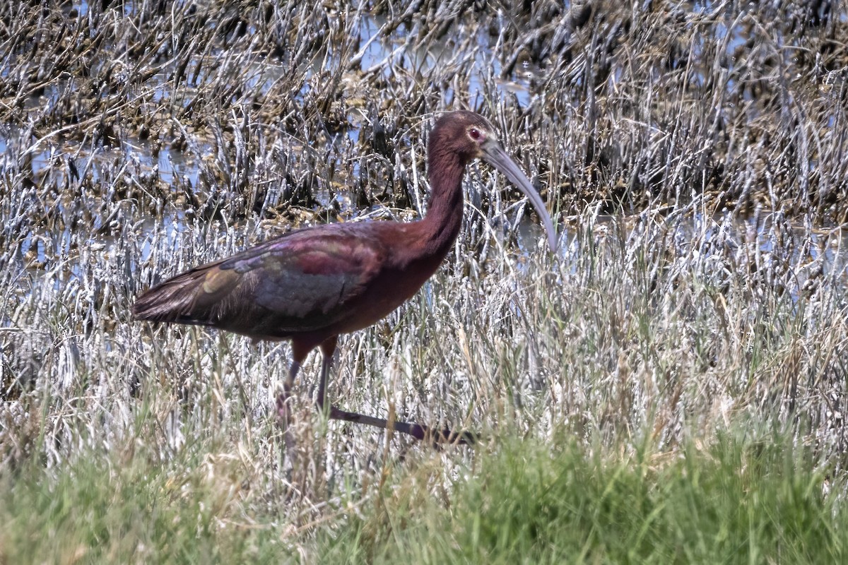 White-faced Ibis - Sandy & Bob Sipe