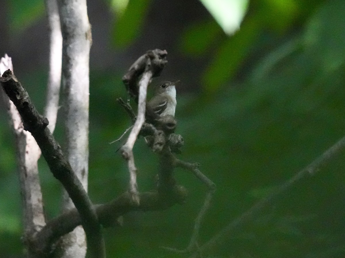 Acadian Flycatcher - ML619990885