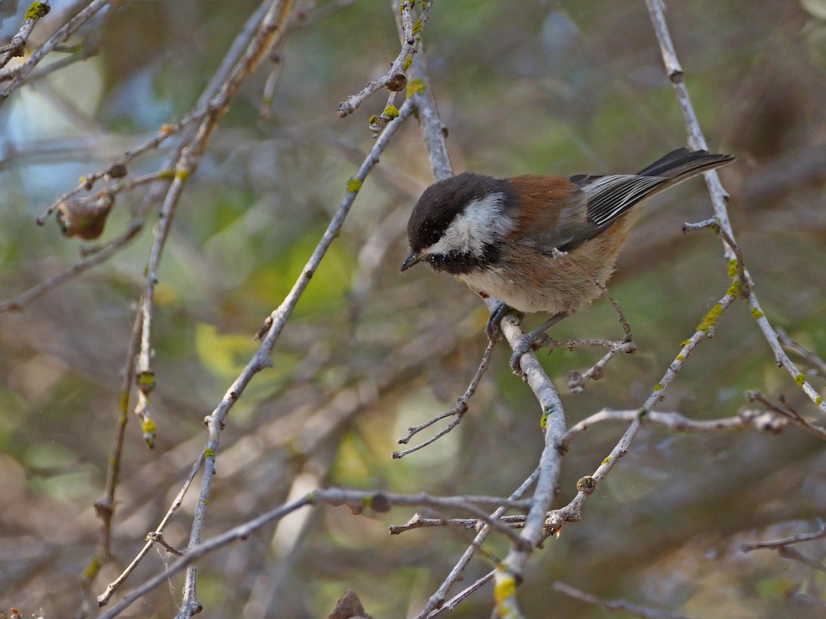 Chestnut-backed Chickadee - Louis Swaim