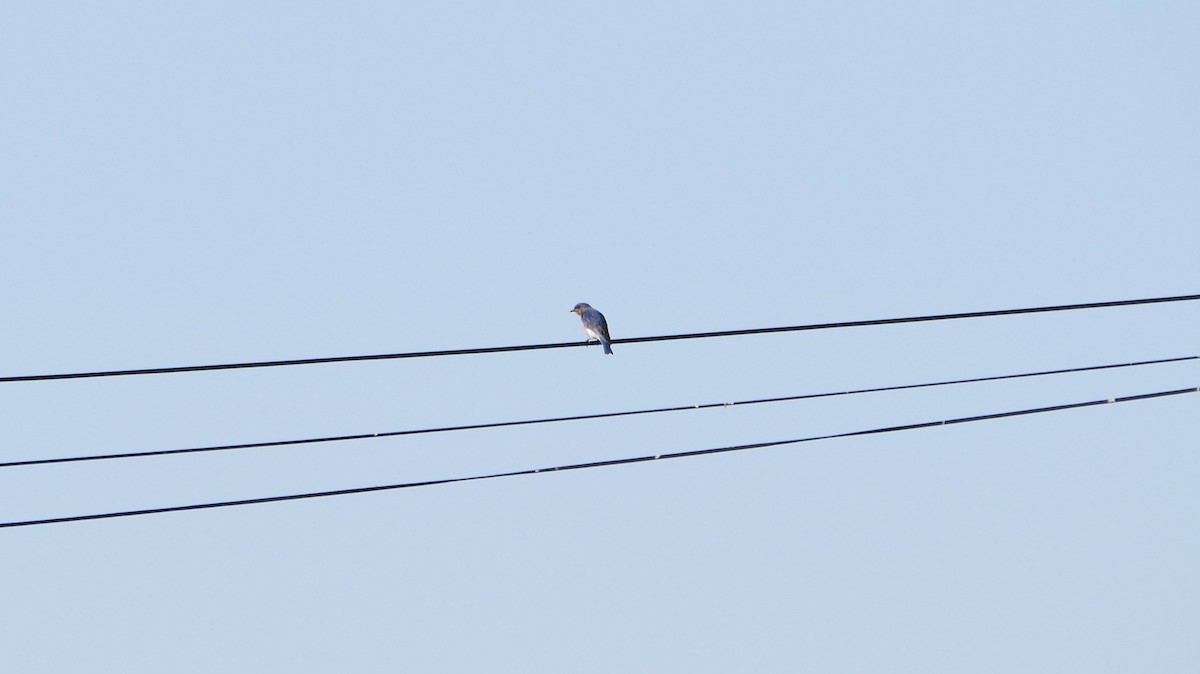 Eastern Bluebird - ML619990899