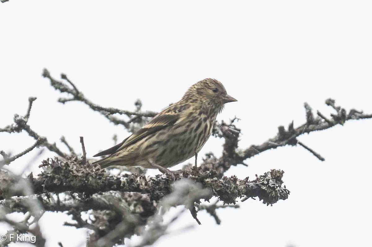 Pine Siskin - ML619990903