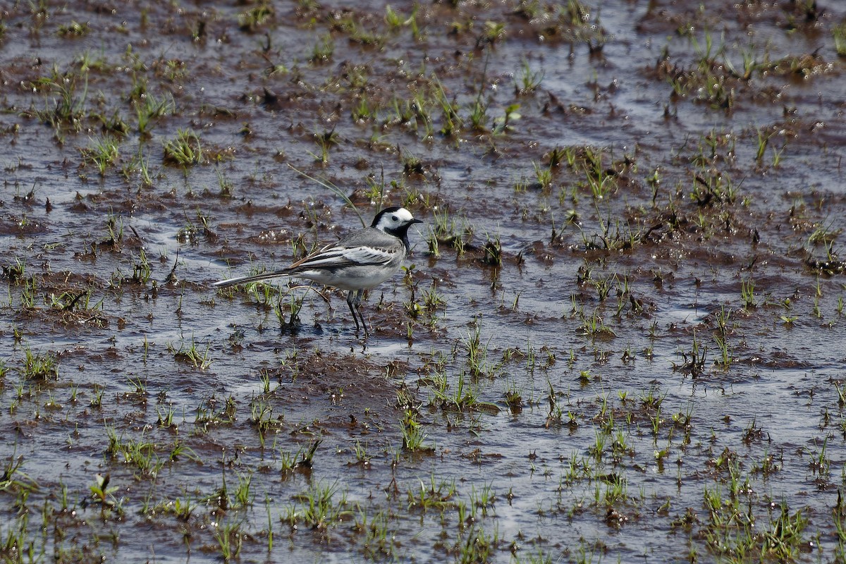 White Wagtail - ML619990913