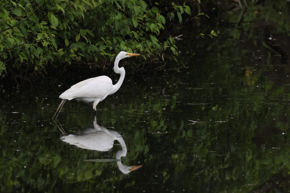 Great Egret - ML619990924