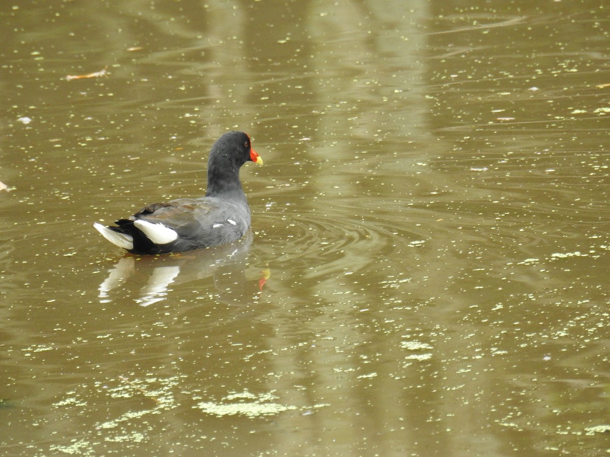 Common Gallinule - ML619990931