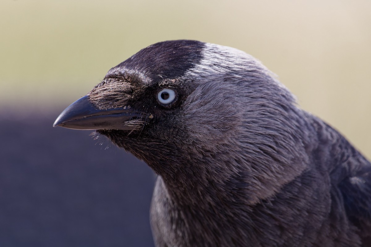 Eurasian Jackdaw - ML619990932