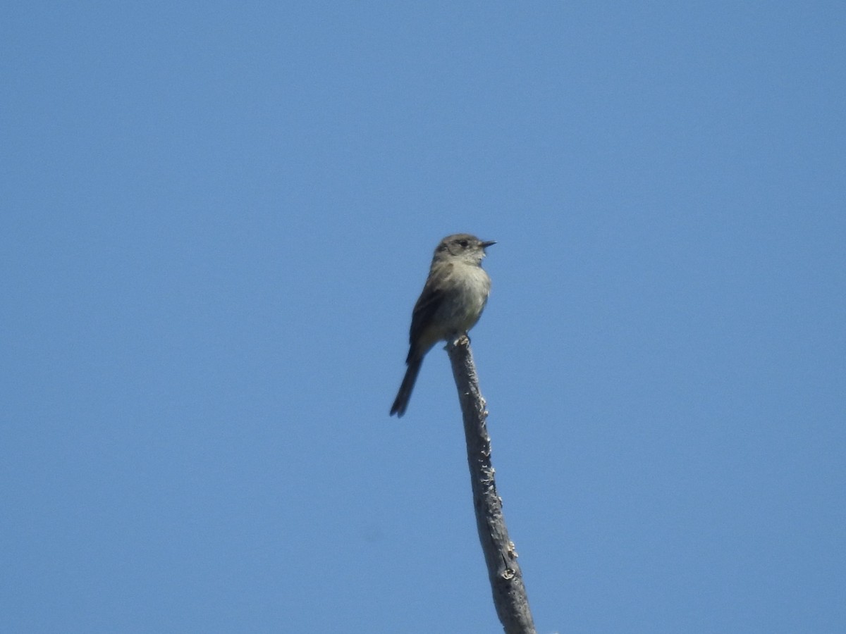 Dusky Flycatcher - Kathy Cardiff