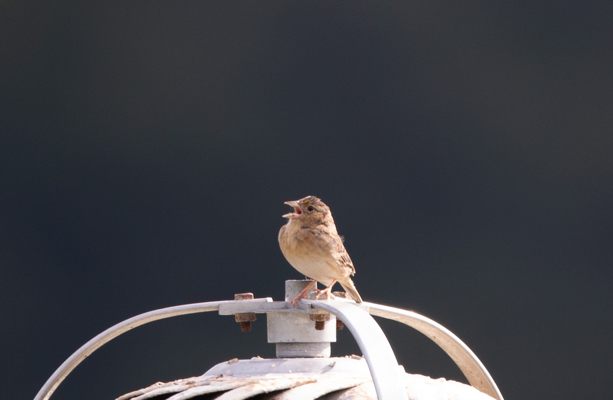 Grasshopper Sparrow - ML619990935