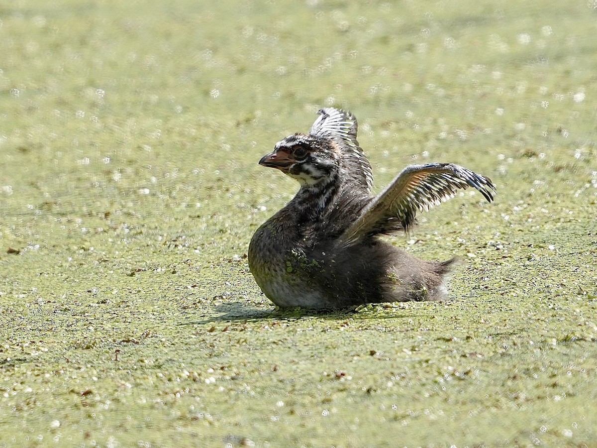 Pied-billed Grebe - ML619990939