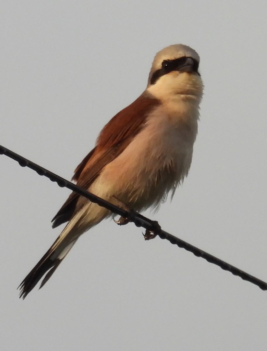 Red-backed Shrike - ML619990941