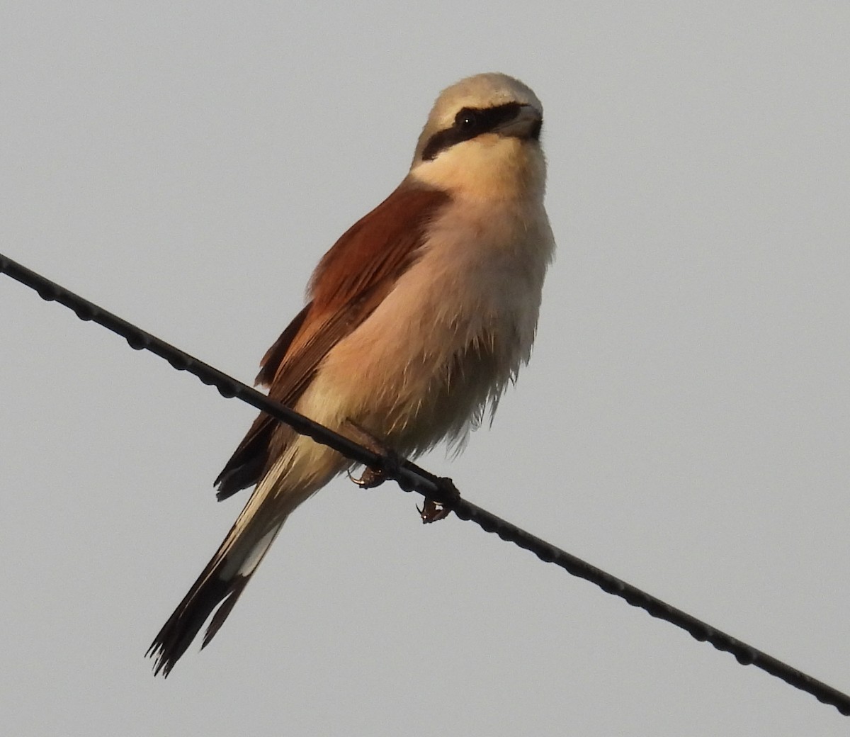 Red-backed Shrike - ML619990943