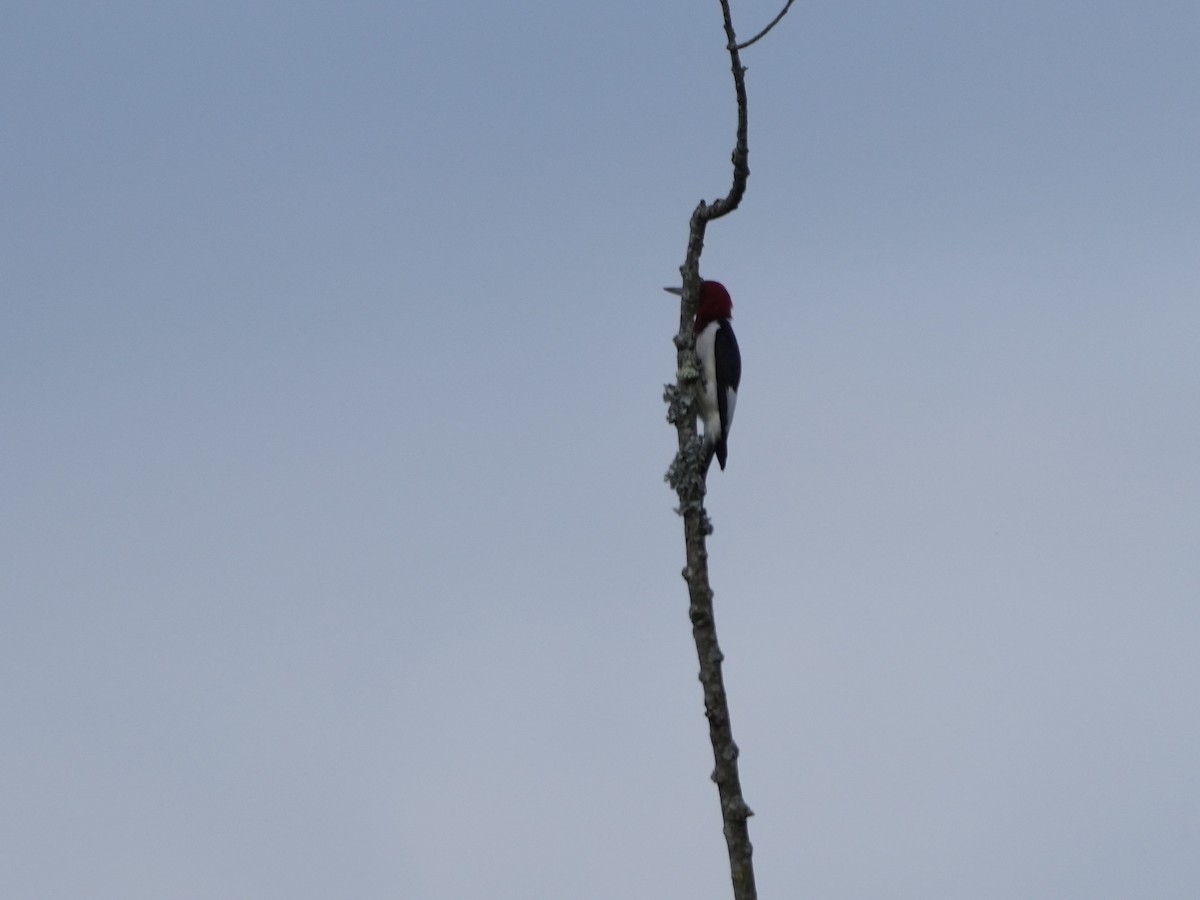Red-headed Woodpecker - ML619990951