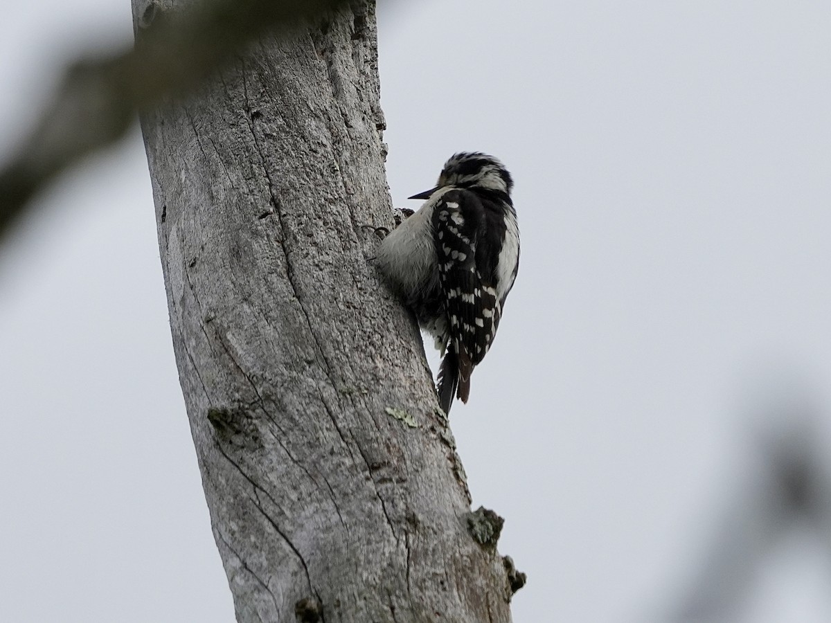 Downy Woodpecker - ML619990956